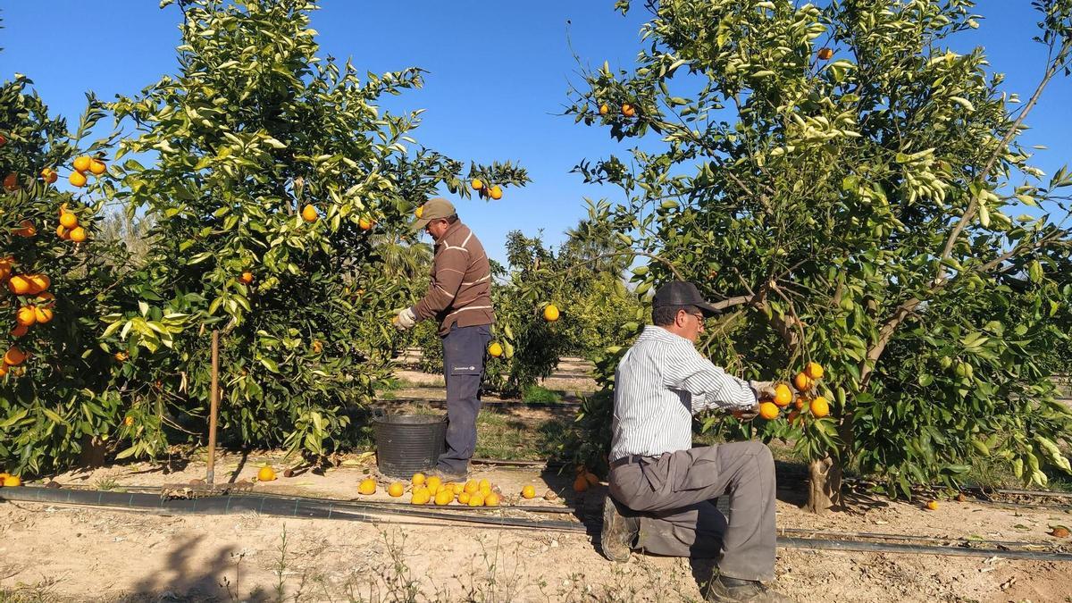 Un campo de cítricos en Valencia.