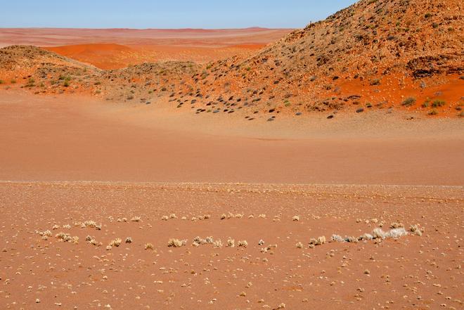 Los círculos de hadas en el desierto de Namib varían de unos 12 a 114 pies de diámetro y consisten en manchas desnudas de tierra rodeadas de anillos de hierba. Se cree que los parches desnudos actúan como depósitos de agua.