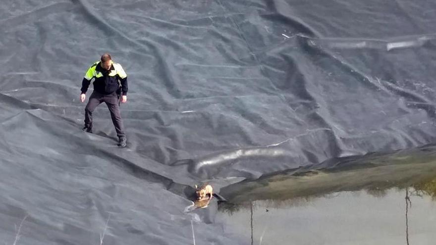 La Policía de las Torres de Cotillas rescata a 7 cachorros de una balsa de riego