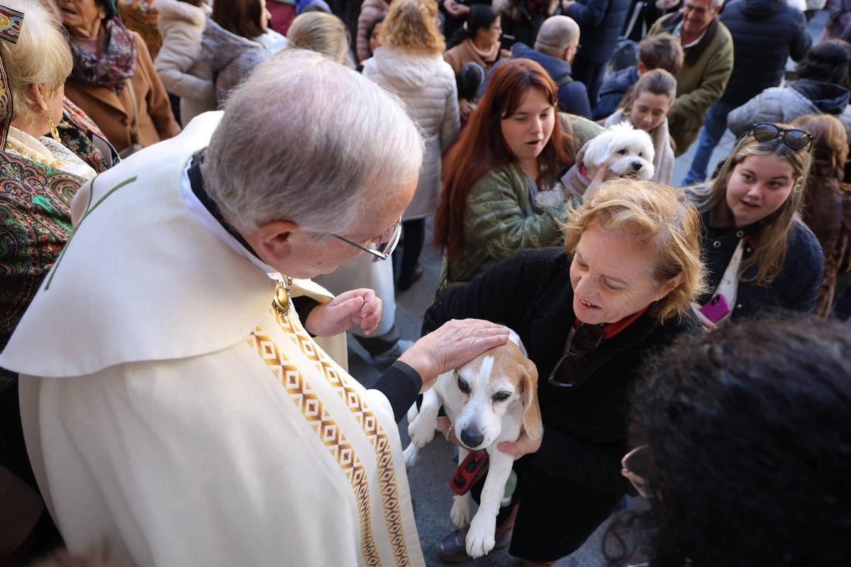 Fotogalería | Así se ha vivido la bendición de las mascotas cacereñas por San Antón