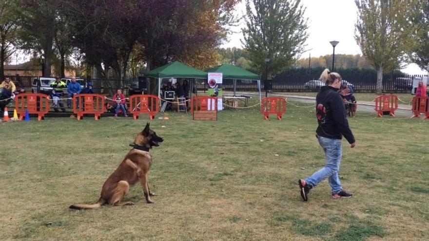 Doggie Race Benavente