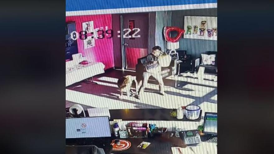 Una càmera de seguretat capta el ball viral entre el Cooper i la recepcionista de la guarderia canina