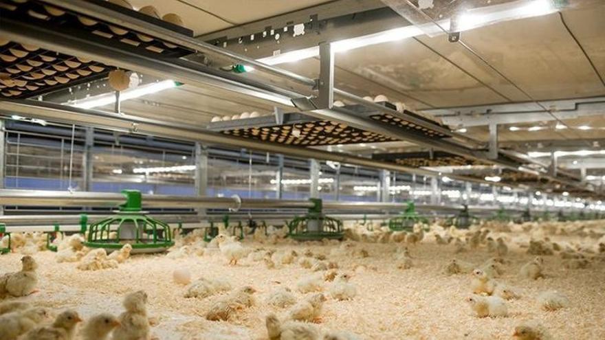 Qué es la enfermedad de Newcastle, el virus que afecta a las aves y que ya se ha detectado en Andalucía