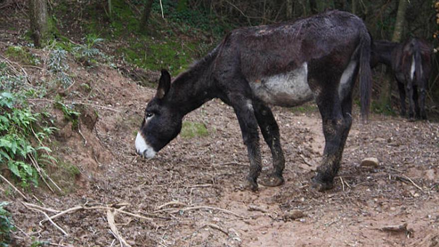 Un exemplar de burro de raça catalana al bosc.