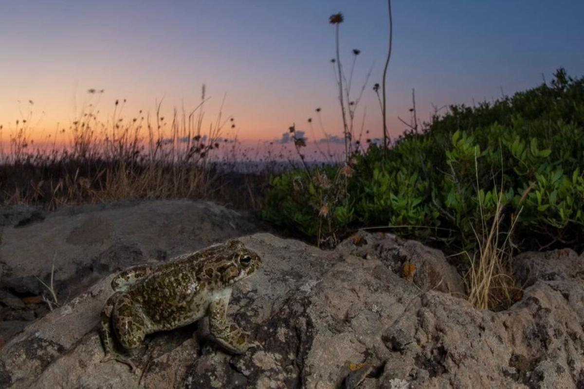"CoastalToad"
