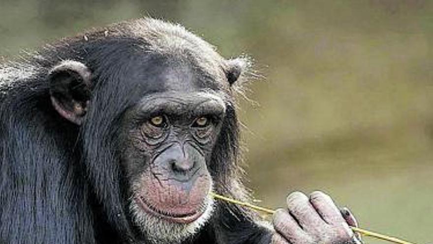 La chimpancé que hablaba