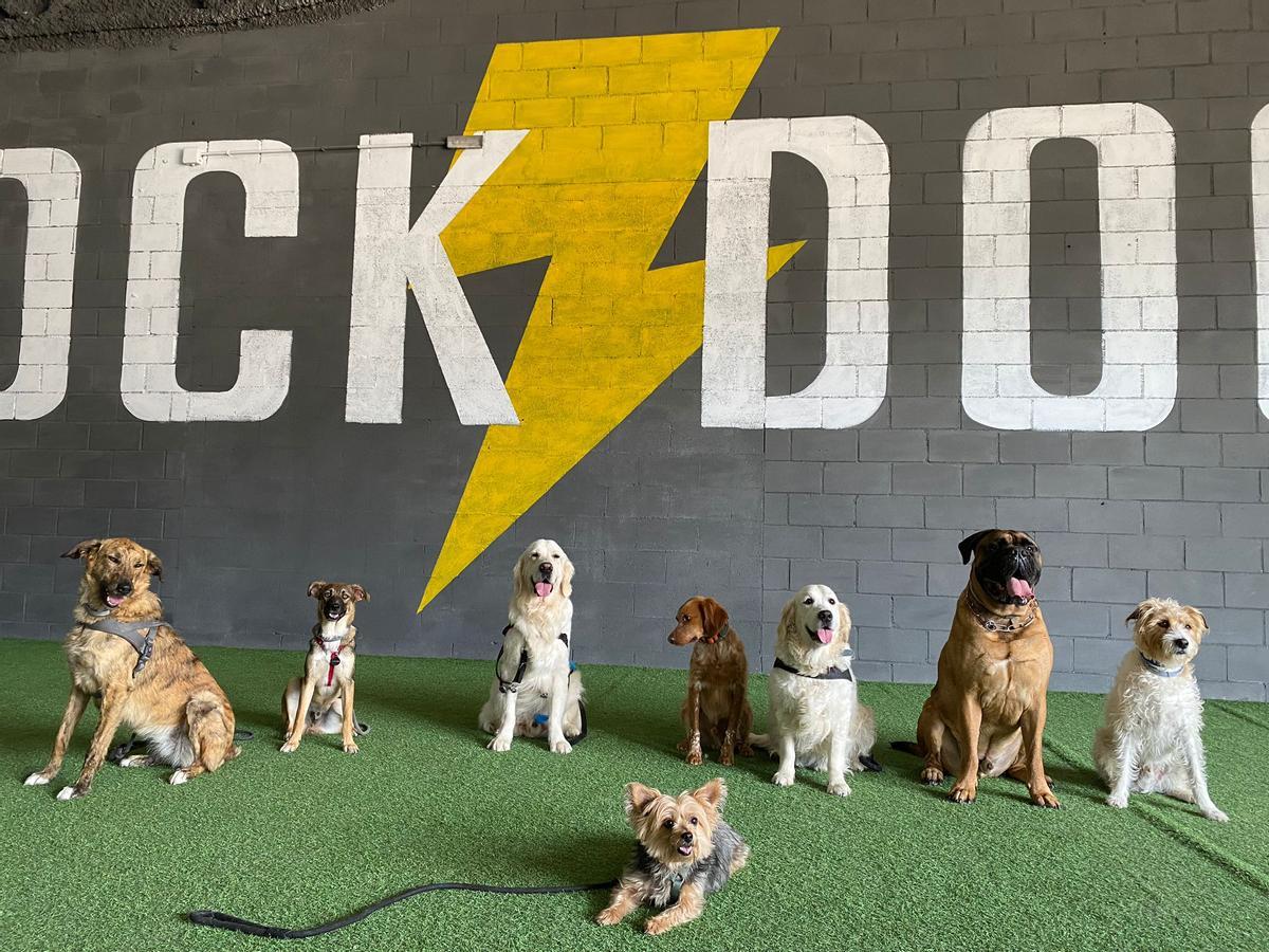 Kelete y otros compañeros de clase durante una de sus sesiones de entrenamiento en Rock &amp; Dogs.