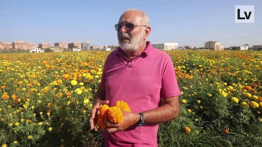 Así son los clavellones de la Batalla de Flores