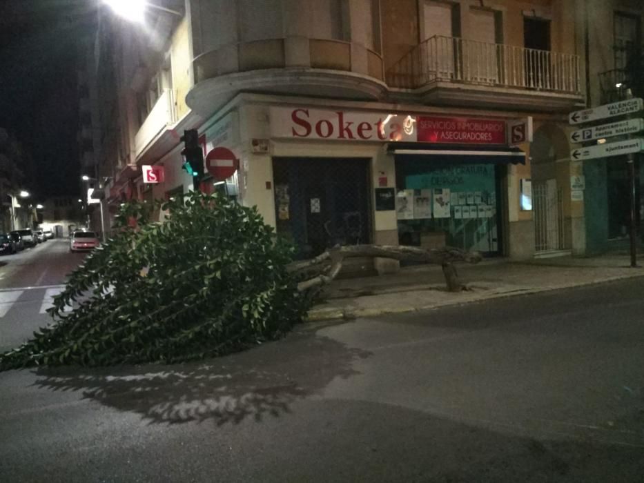 El viento derriba un árbol en el parque de la placeta de l'Era en Torrent.