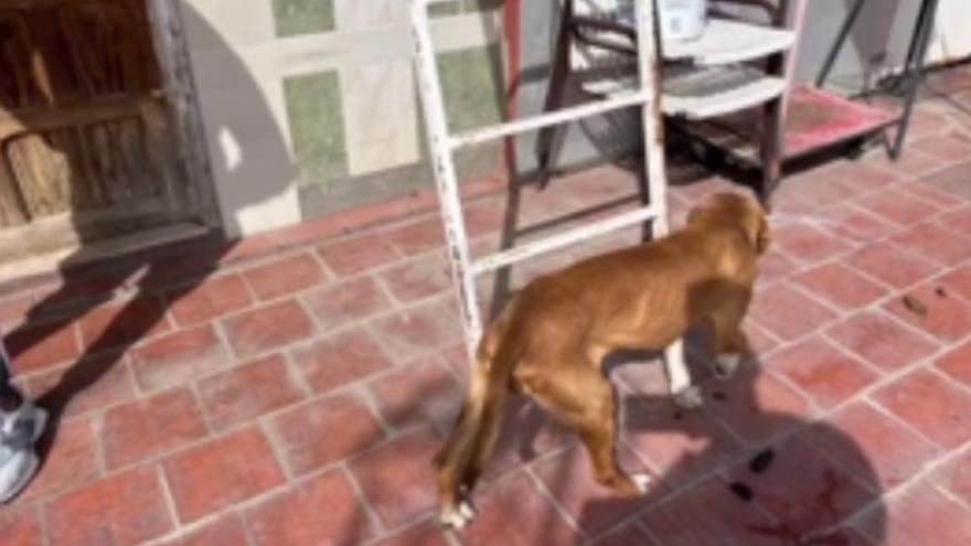 Abandona a sus dos perros en una terraza donde viven entre excrementos