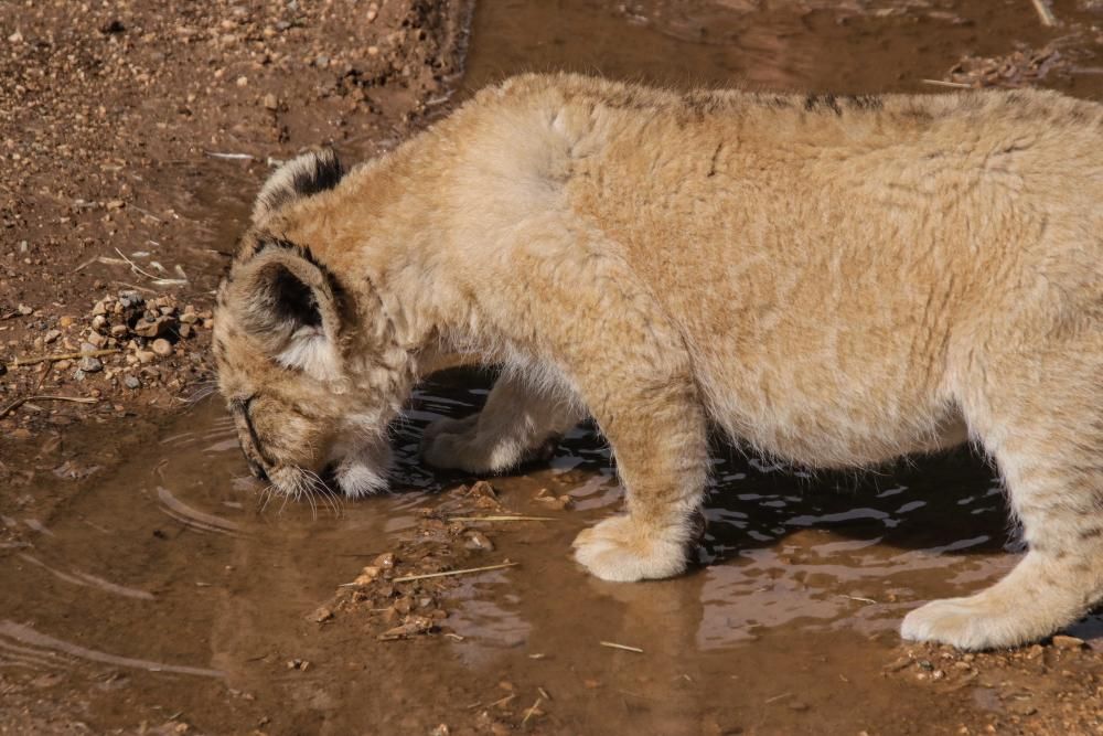 Un safari al límite por el coronavirus