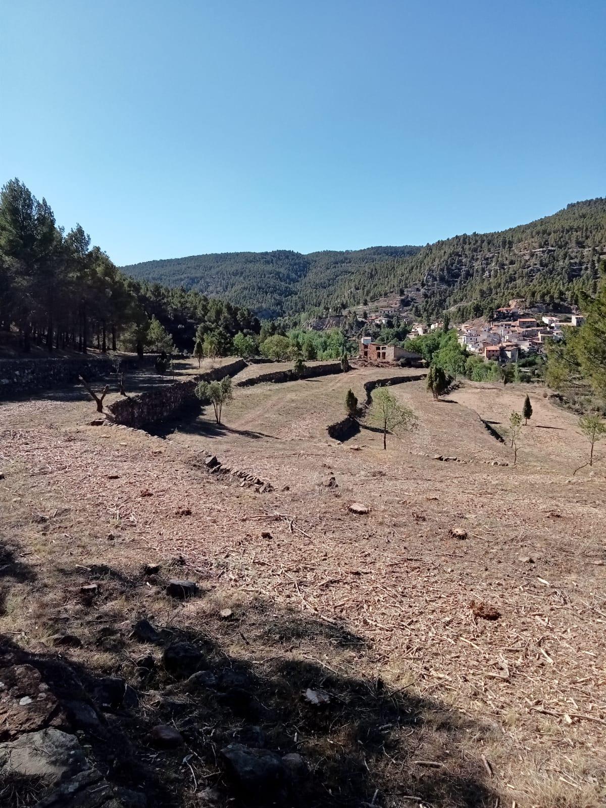 El terreno, ya limpio, tras el paso de las vacas.