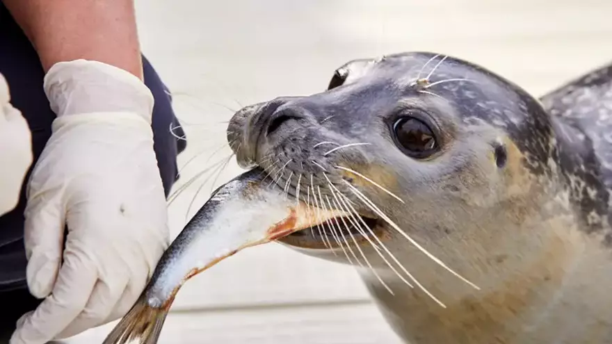 El Aquarium Finisterrae programa nuevas sesiones de &#039;Aventura con las focas&#039;