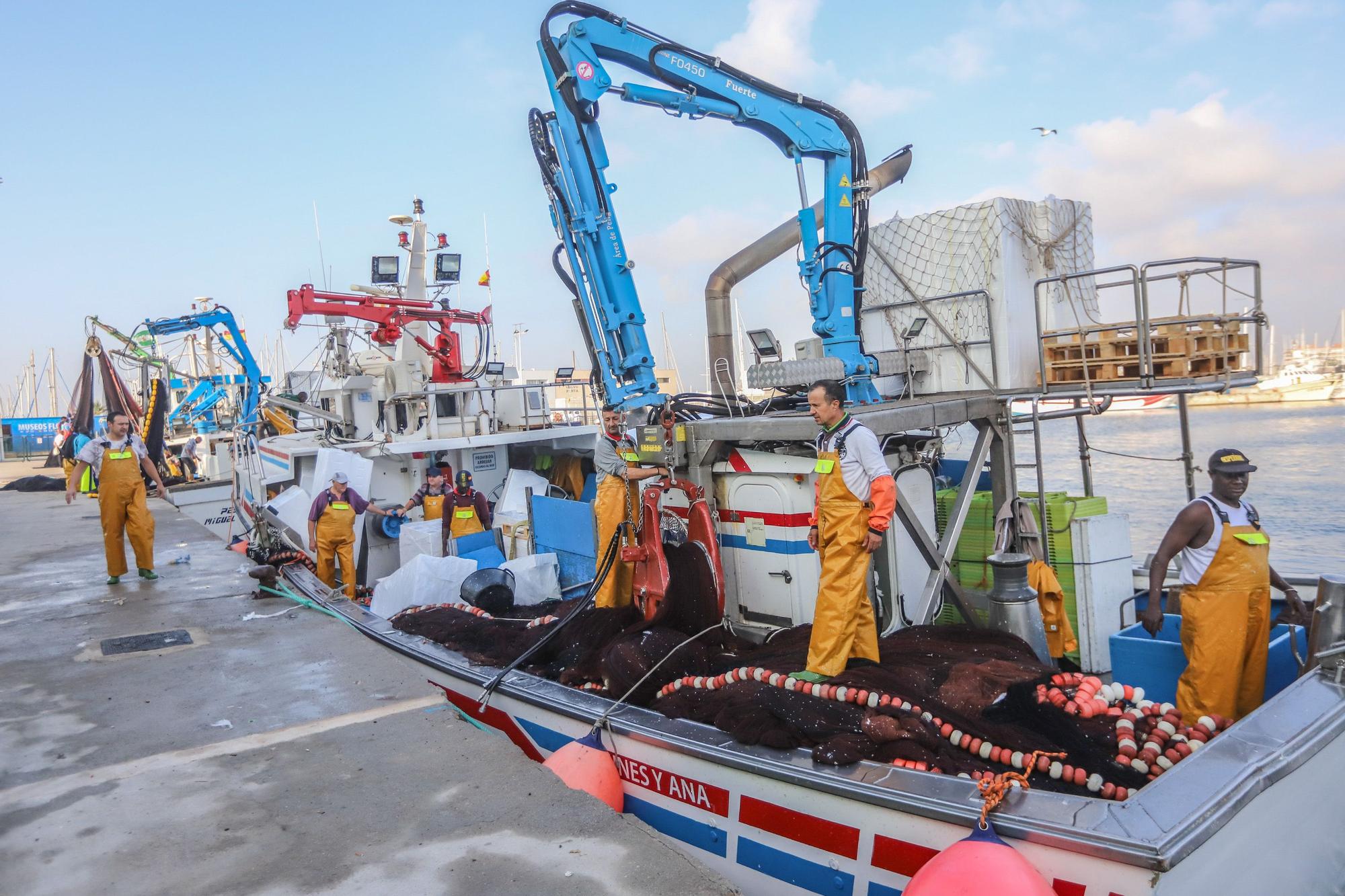 La subasta de la nueva lonja pesquera de Torrevieja se estrena con la venta de 13.000 kilos de boquerón y sardina