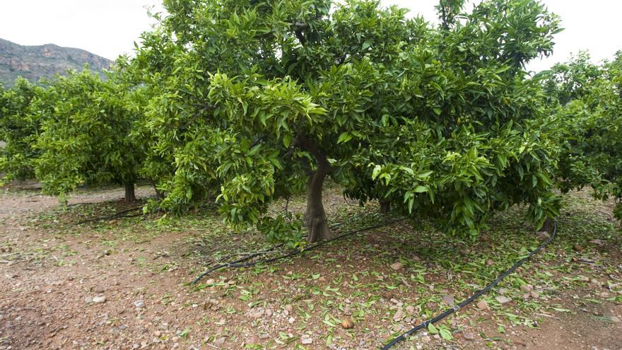 La pedra castiga els cítrics d’Almardà