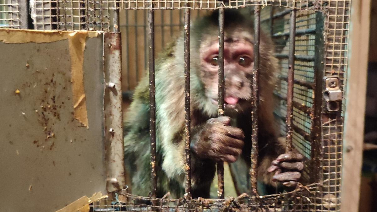 El mono Linito, justo antes de ser rescatado de la jaula en que ha permanecido encerrado en un piso de Barcelona en el que ha pasado 35 años.