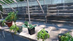 El proyecto abre una nueva vía para el monitoreo remoto de invernaderos, huertos y jardines.