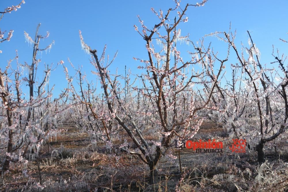 Helada en Cieza 9 de febrero de 2018