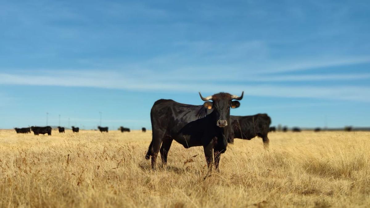 Una vaca, en el campo zamorano. | LOZ