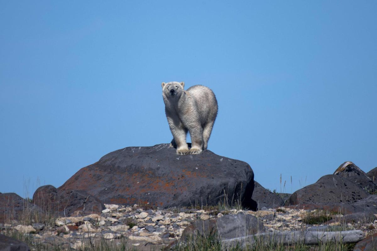 Así viven los osos polares en Hudson Bay, cerca de Churchill (Canadá).