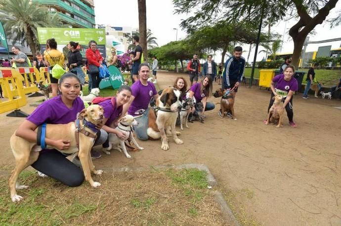 14-12-2019 LAS PALMAS DE GRAN CANARIA. Carrera de perros Can We Run, en el Parque Romano. Fotógrafo: ANDRES CRUZ  | 14/12/2019 | Fotógrafo: Andrés Cruz