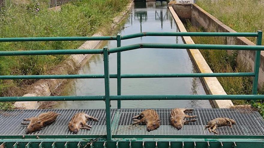 Cuatro crías de jabalí y una libre encontrados ahogados en el último tramo del canal en Llíria.  | LEVANTE-EMV