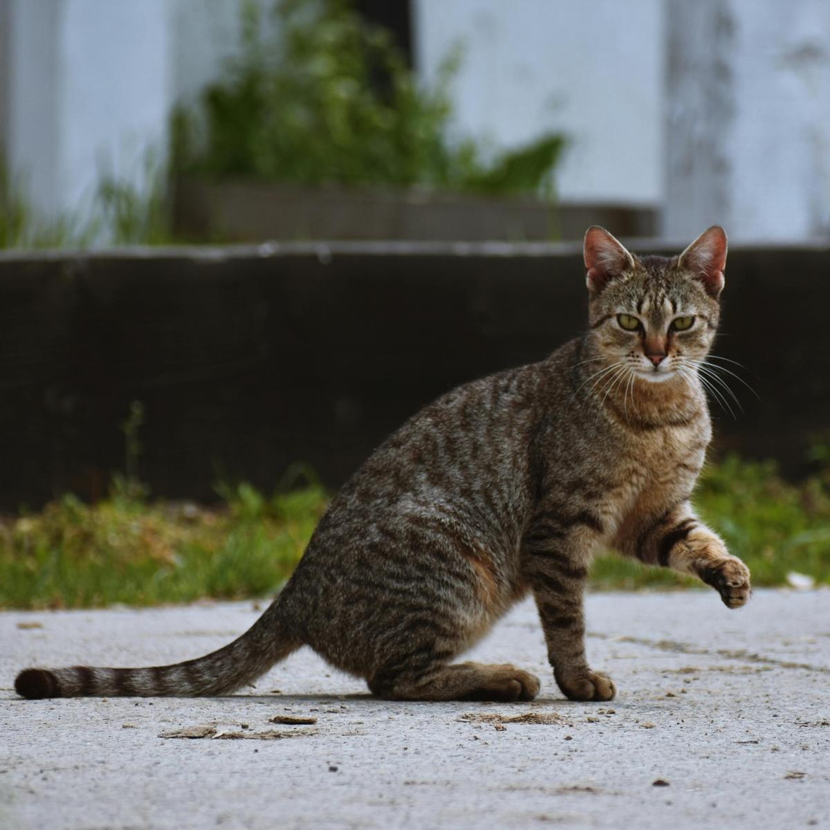 El Ayuntamiento calcula que la población de gatos callejeros en Crevillent supera los 500