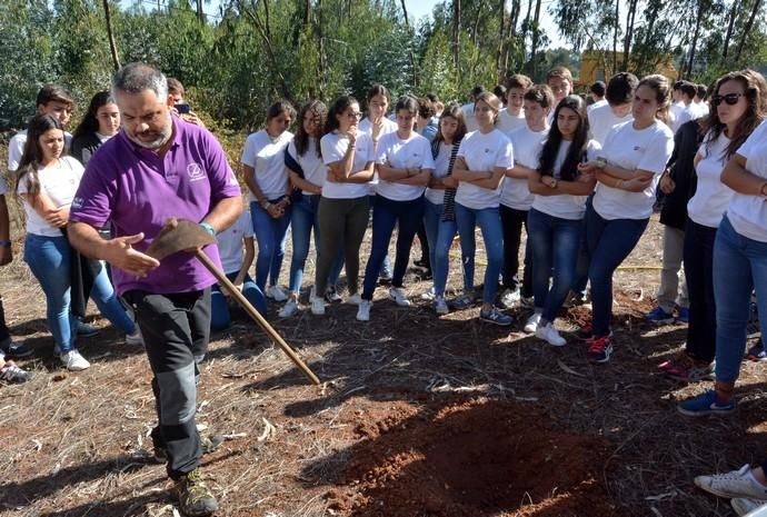 REPOBLACIÓN FORESTAL FONTANALES MOYA