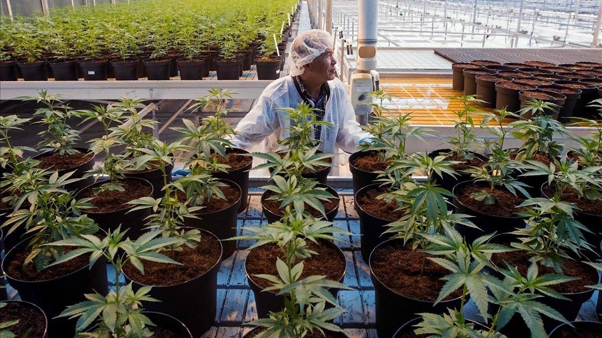 Plantación de marihuana