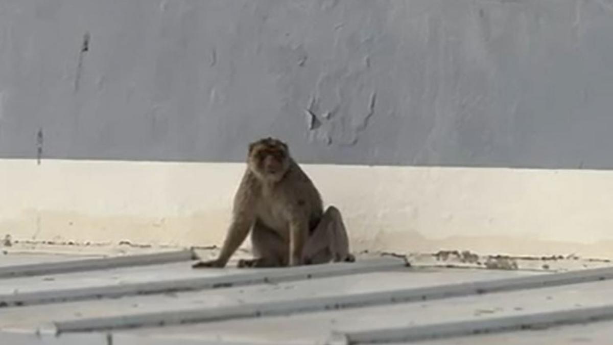 Un mono de Gibraltar escapa por los tejados de La Línea y obliga a activar un dispositivo policial