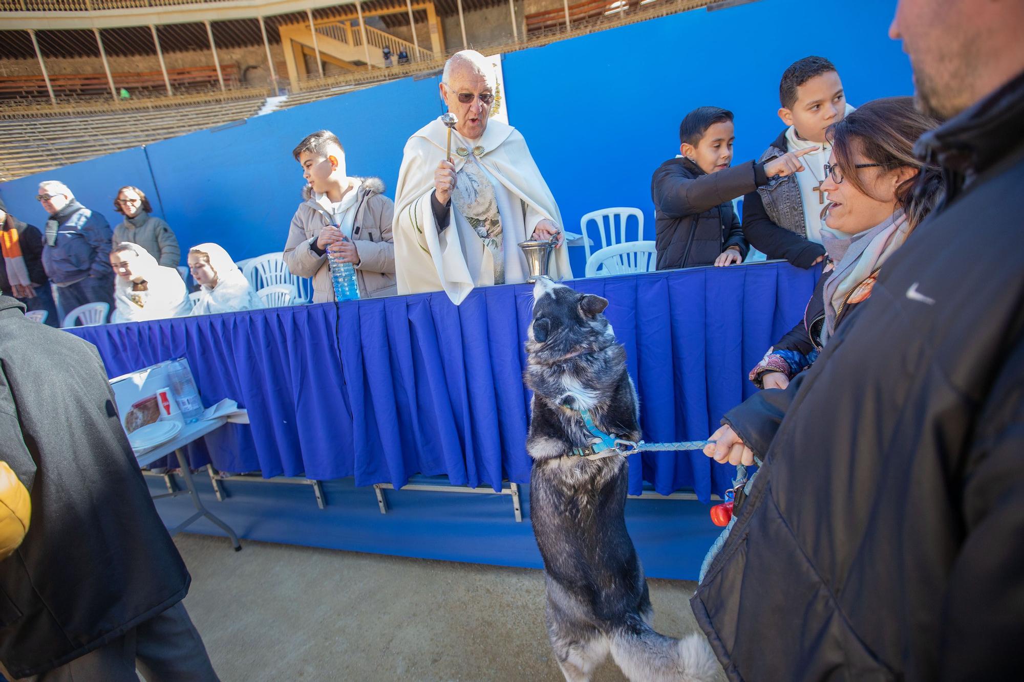 Concurso ecuestre y Bendición de animales por San Antón en Alicante