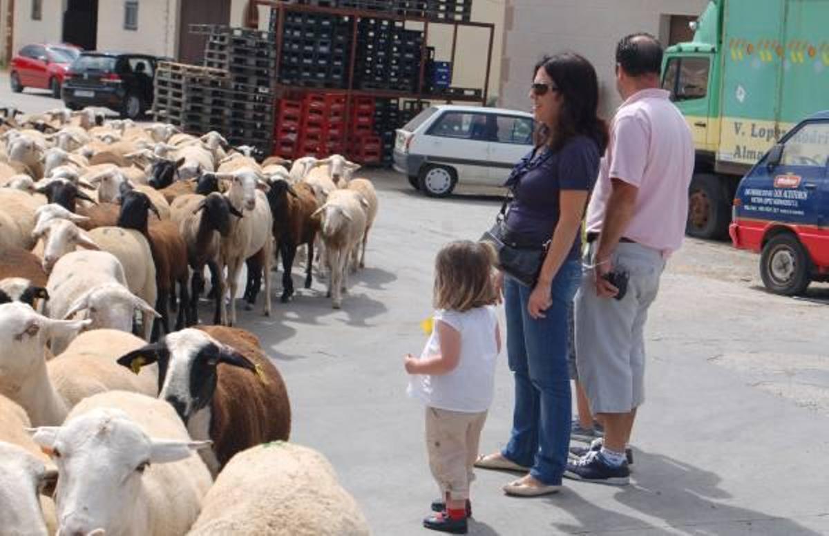 Las ovejas reivindican su cañada
