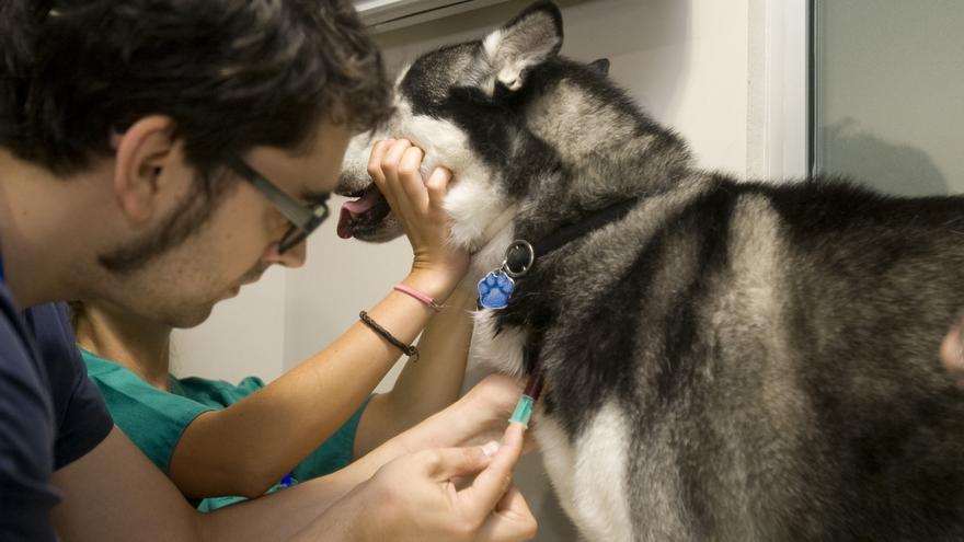 Clínicas veterinarias viven una odisea para contratar por la competencia extranjera