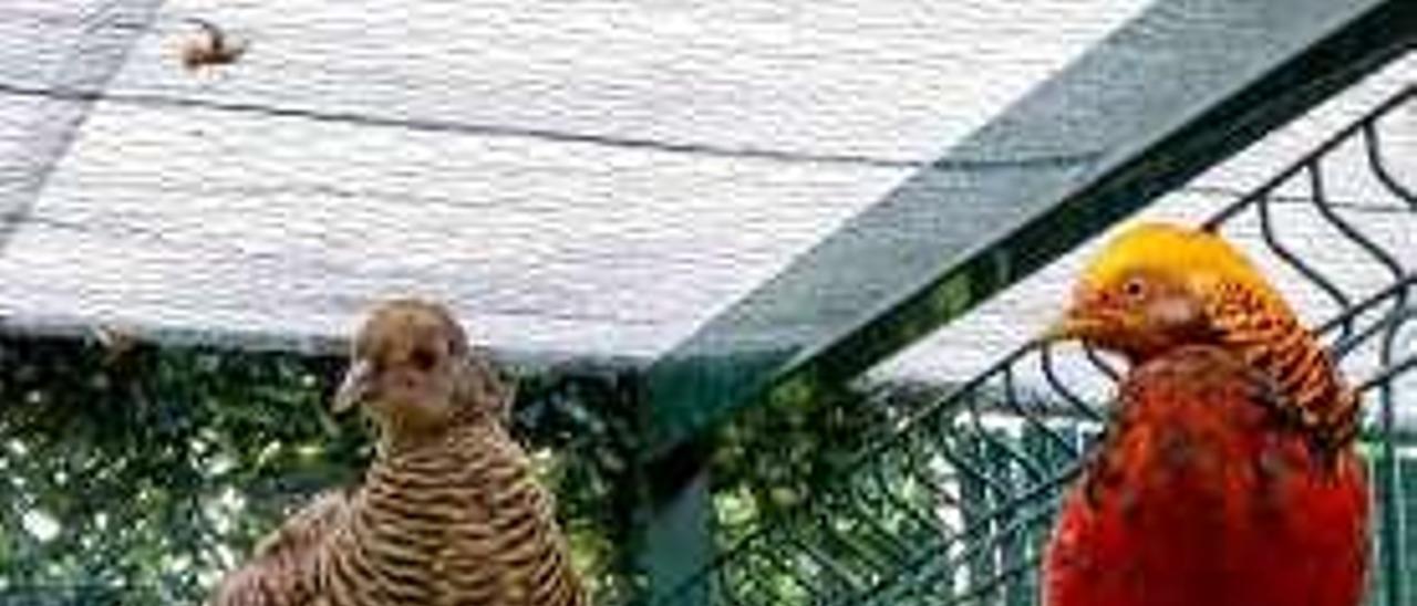 Una pareja de faisán dorado que está criando en las instalaciones del aviario.