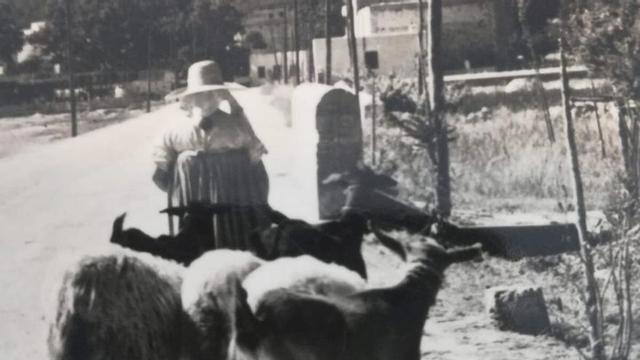 Una pagesa lleva unas cabras por un camino de Ibiza.
