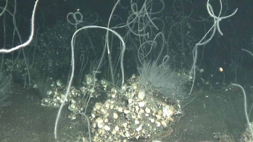 Un vasto arrecife de coral negro crece alrededor del volcán Tagoro