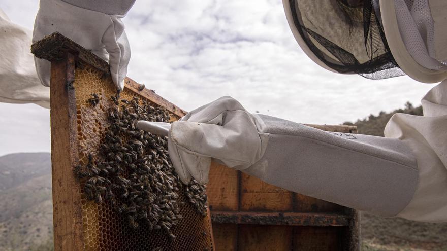 Arranca el proyecto para repoblar España con 47 millones de abejas ibéricas