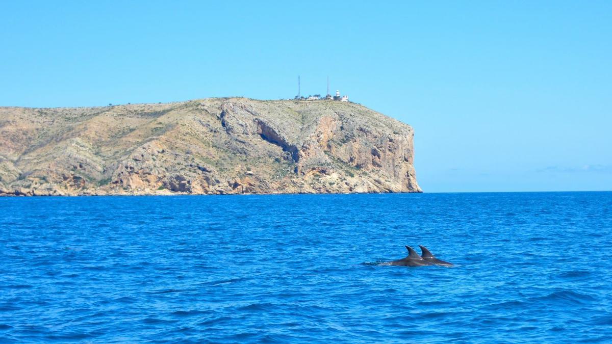 La presencia de cetáceos es habitual en cualquier época del año en la costa provincial