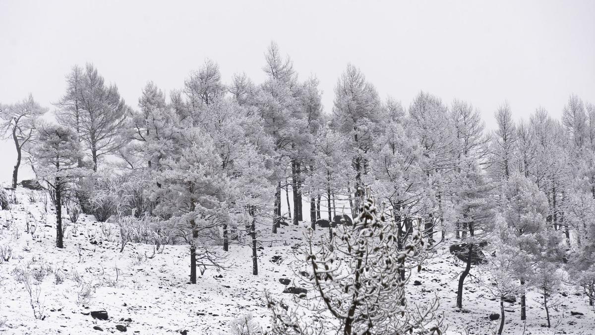 Nieve en la sierra de Hervás este fin de semana.