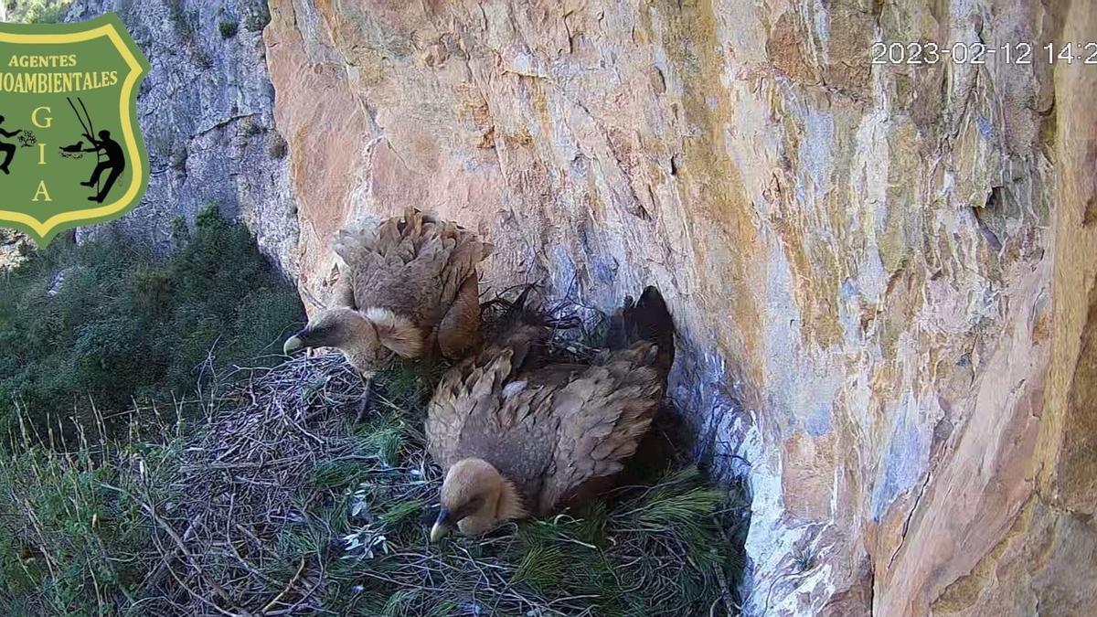 Els voltors 'okupen' el niu de l'àguila de panxa blanca i trenquen els ous.