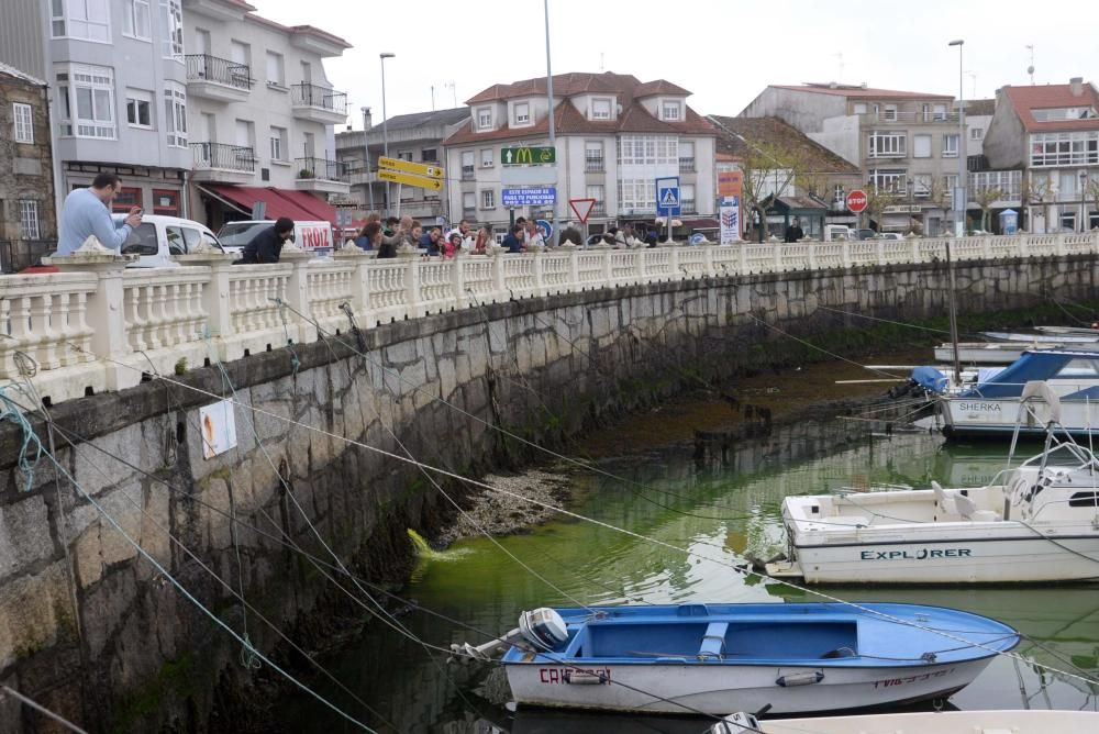 Gran mancha verde en el mar de Carril