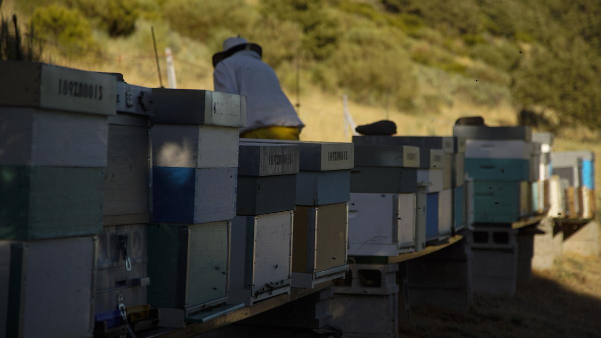 Un apicultor cuida sus colmenas en San Ciprián de Sanabria