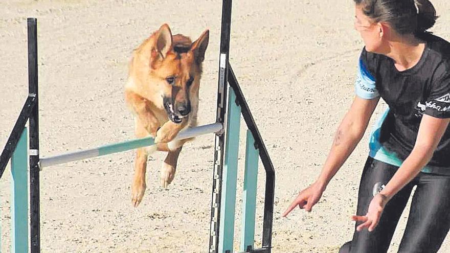 Una muestra de ‘agility’ en perros.