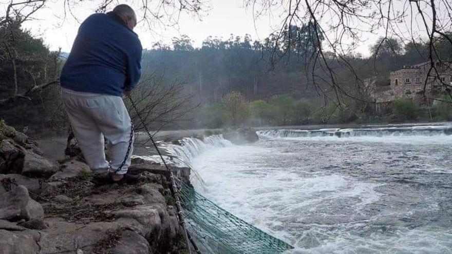 Cae la primera lamprea del Ulla en la pesqueira de As Areas, Herbón