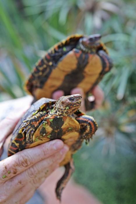 Rechtliches Tauziehen um tausend Schildkröten