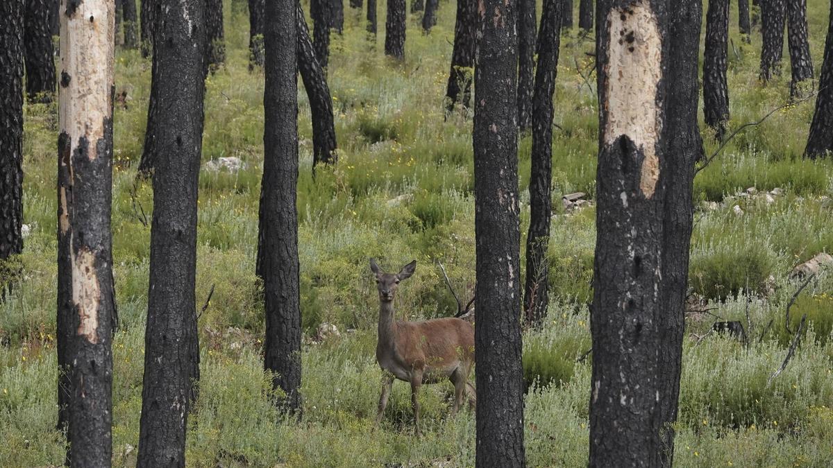 Una cierva en un pinar quemado de la Sierra de la Culebra