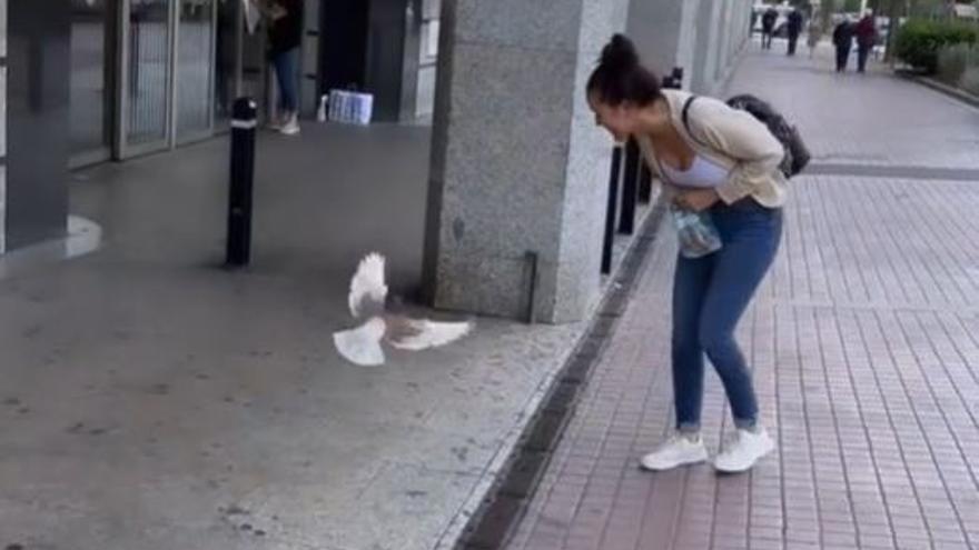 L&#039;entranyable relació entre una tiktoker i un colom del carrer: &quot;Ens vam conèixer a la terrassa d&#039;un bar&quot;