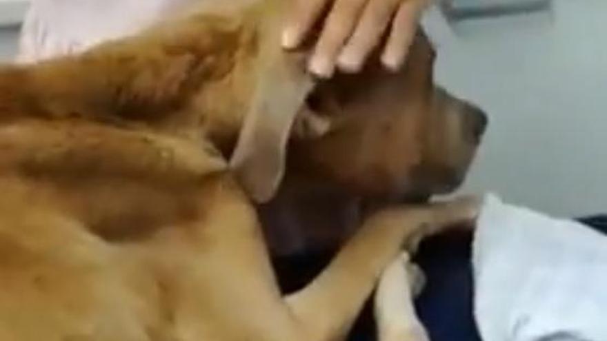 Un perro maltratado en Telde, rescatado en estado crítico