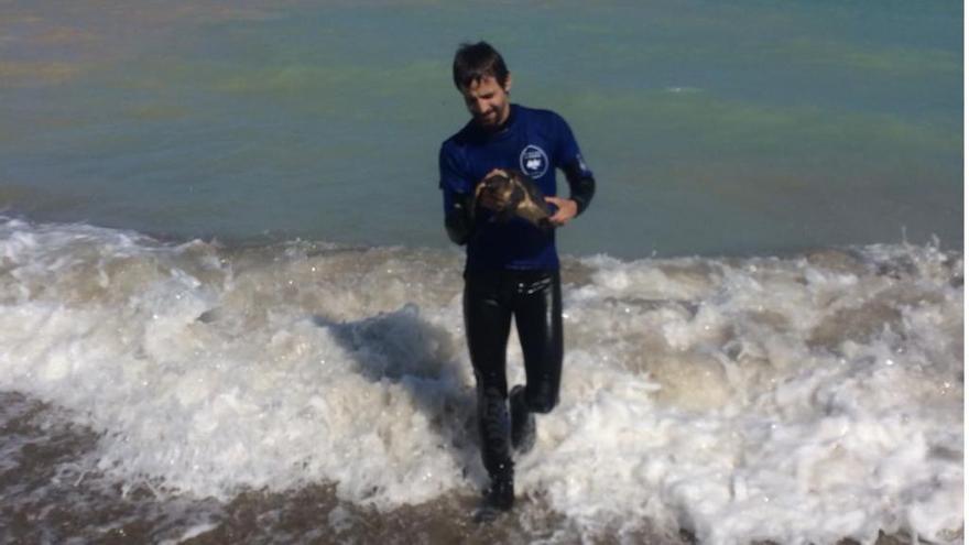 Rescatan una tortuga joven herida en Almenara