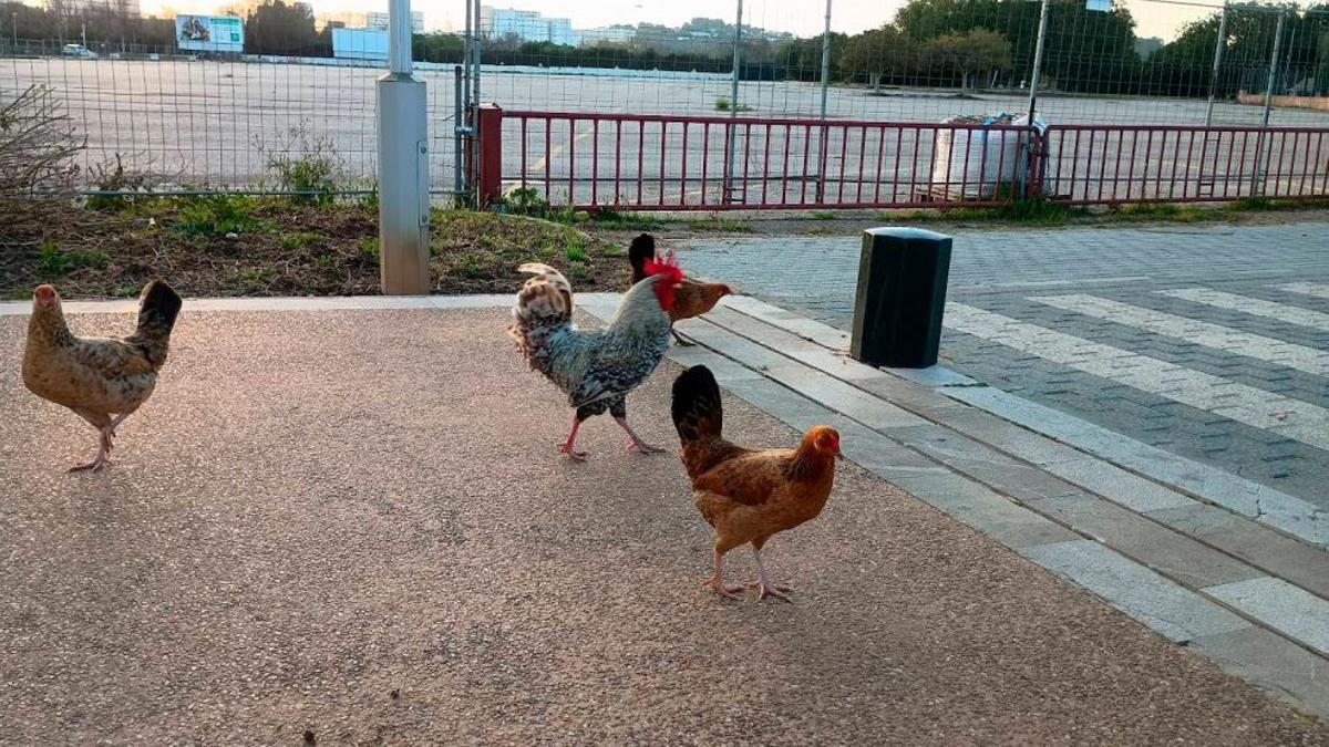 Wildhühner sind in vielen Gemeinden auf Mallorca ein Problem